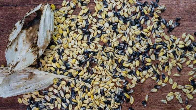 Taller de maíz. Público general