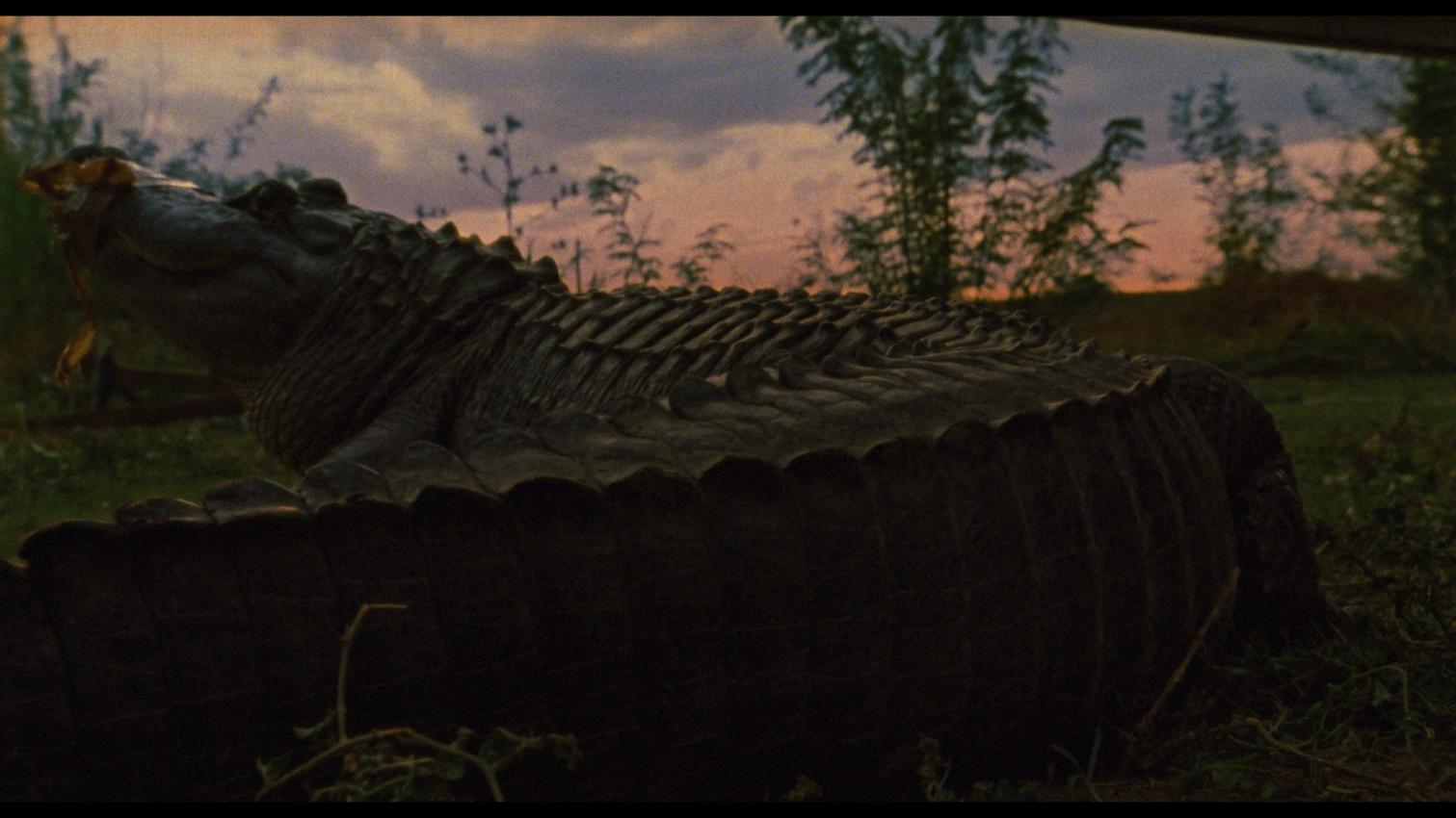 EL CIELO DE LOS ANIMALES