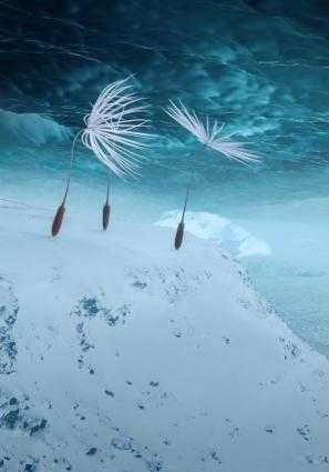 DANDELION IS ODYSSEY