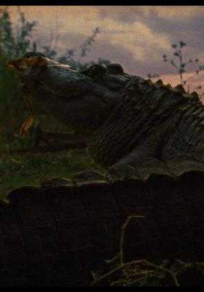 EL CIELO DE LOS ANIMALES